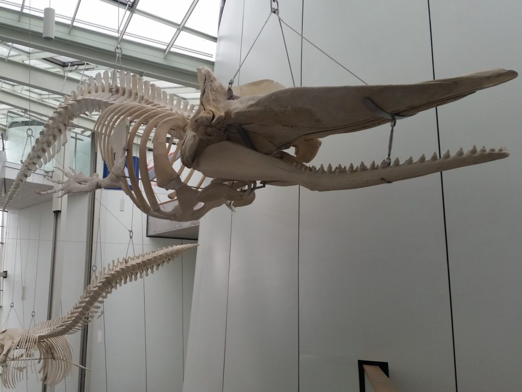 Deutsches Meeresmuseum in Stralsund