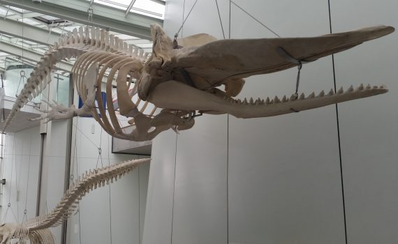 Deutsches Meeresmuseum in Stralsund