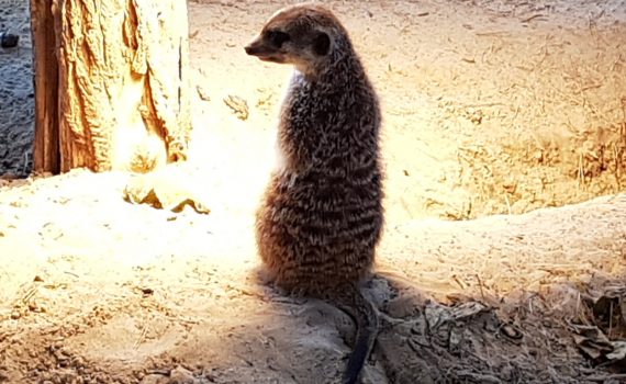 Zoo Rostock mit Darwineum